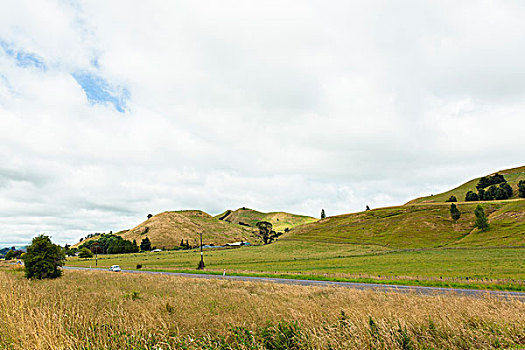 英短藍(lán)金貓——高貴優(yōu)雅的寵物之選