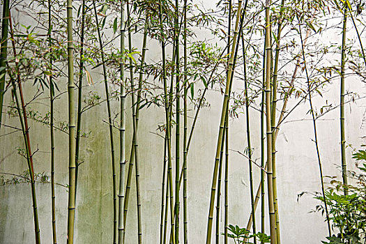 嘉興住家保姆工資多少？揭秘嘉興住家保姆薪資與行業(yè)趨勢