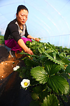 重慶育兒嫂工資如何？全面解析育兒嫂的薪資趨勢與發展前景