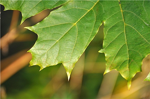 濟(jì)南保姆小時(shí)值多少錢？揭秘背后的薪資結(jié)構(gòu)與行業(yè)趨勢(shì)