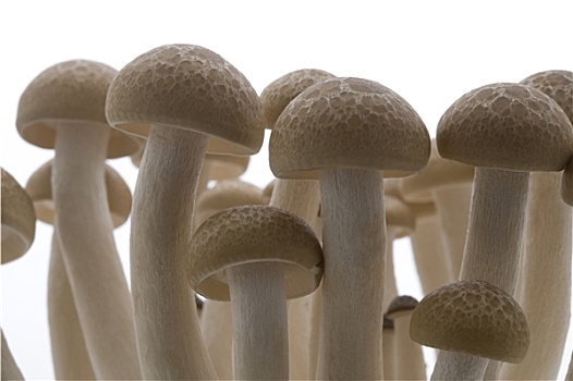 家政清洗冰箱多少錢？專業清潔服務，讓你的冰箱煥然一新！