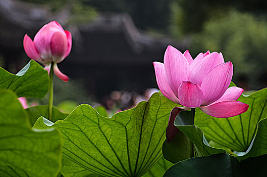 育兒嫂可以做到多少歲？揭開(kāi)背后不為人知的職業(yè)秘密