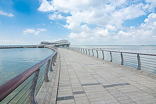 純白緬因貓多少錢一只？了解純白緬因貓的價格與市場動向