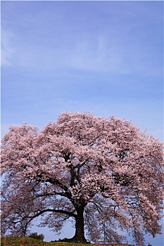 正規(guī)月嫂培訓(xùn)收費(fèi)多少錢？揭秘正規(guī)月嫂培訓(xùn)的收費(fèi)標(biāo)準(zhǔn)和價(jià)值