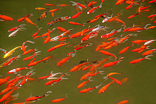 修魚缸多少錢？給您的魚兒一個美麗家園，價格與服務(wù)全解析