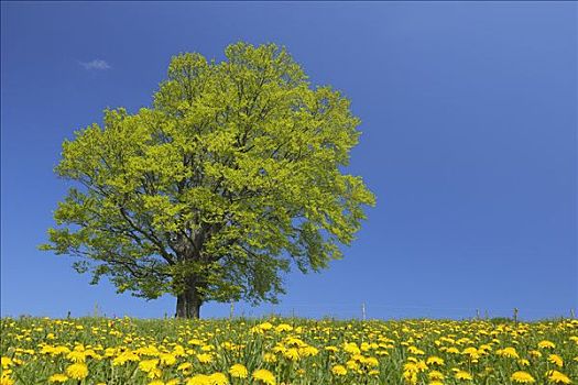 武漢育嬰師多少錢一月？揭開育嬰師薪資背后的秘密！