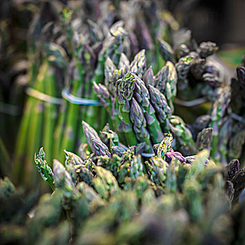 緬因貓一年花多少錢？全面分析養(yǎng)一只緬因貓的成本