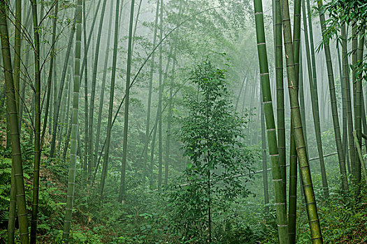 廣州高級月嫂多少錢？你需要知道的真實行情