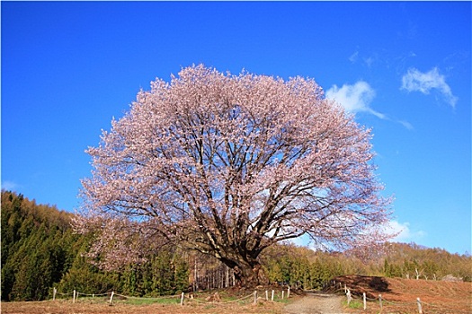 萊西月嫂培訓(xùn)多少錢(qián)？揭秘月嫂培訓(xùn)的價(jià)值與前景！