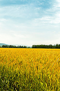 家政行業(yè)的發(fā)展與前景：一個正在崛起的職業(yè)領(lǐng)域