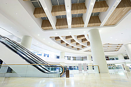 折耳貓咪金漸層多少錢？揭秘折耳貓咪金漸層的市場價格與養護技巧