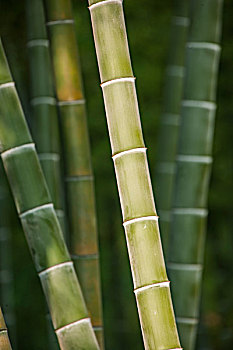 保姆過年發多少？揭秘春節年終獎背后的秘密