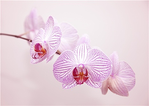 川沙鐘點(diǎn)工多少錢？探索川沙地區(qū)鐘點(diǎn)工服務(wù)的價(jià)格與質(zhì)量