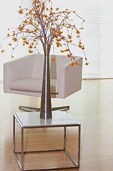 養(yǎng)緬因貓一個(gè)月花多少錢？揭秘養(yǎng)貓成本的真相