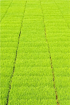 分紅系統(tǒng)開發(fā)多少錢？揭秘企業(yè)如何實(shí)現(xiàn)高效分紅管理