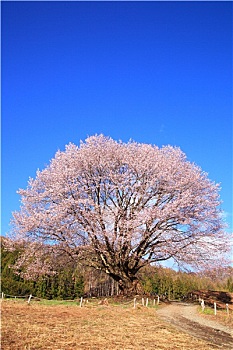 沈陽(yáng)育兒嫂月薪揭秘：高質(zhì)量育兒服務(wù)為您的寶寶成長(zhǎng)護(hù)航