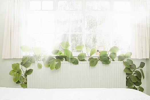 5個月緬因貓吃多少？教你如何科學喂養這只大貓咪！
