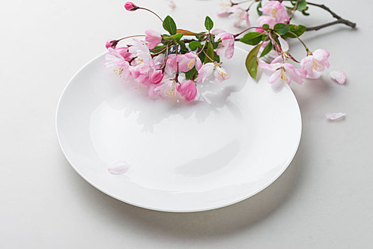 緬因貓每月花多少錢(qián)？了解這只高貴貓咪的真實(shí)開(kāi)銷(xiāo)