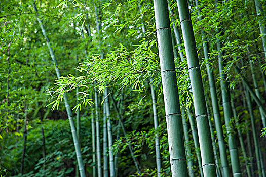 家政服務(wù)費(fèi)多少？揭開背后的秘密，您也能享受優(yōu)質(zhì)家政服務(wù)